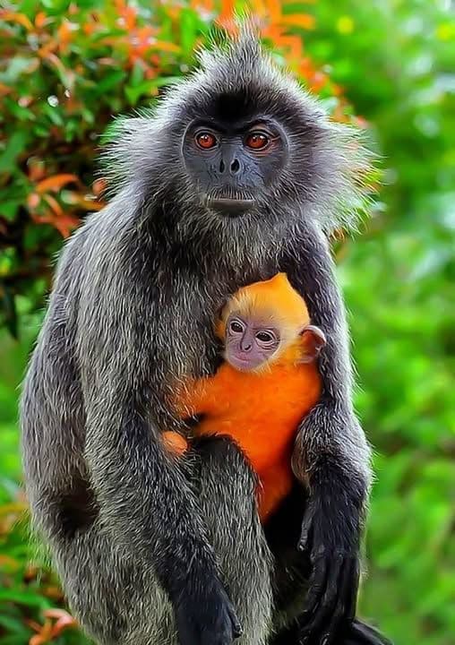 Silvered Leaf Monkey